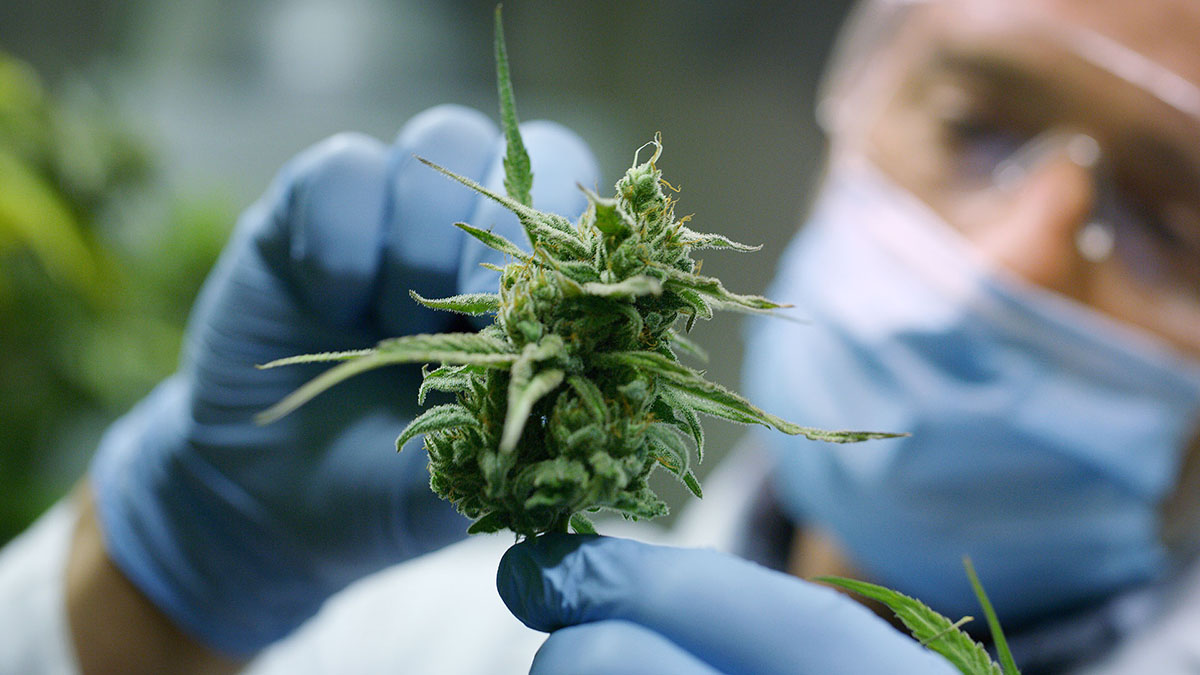 Image of Scientist holding hemp