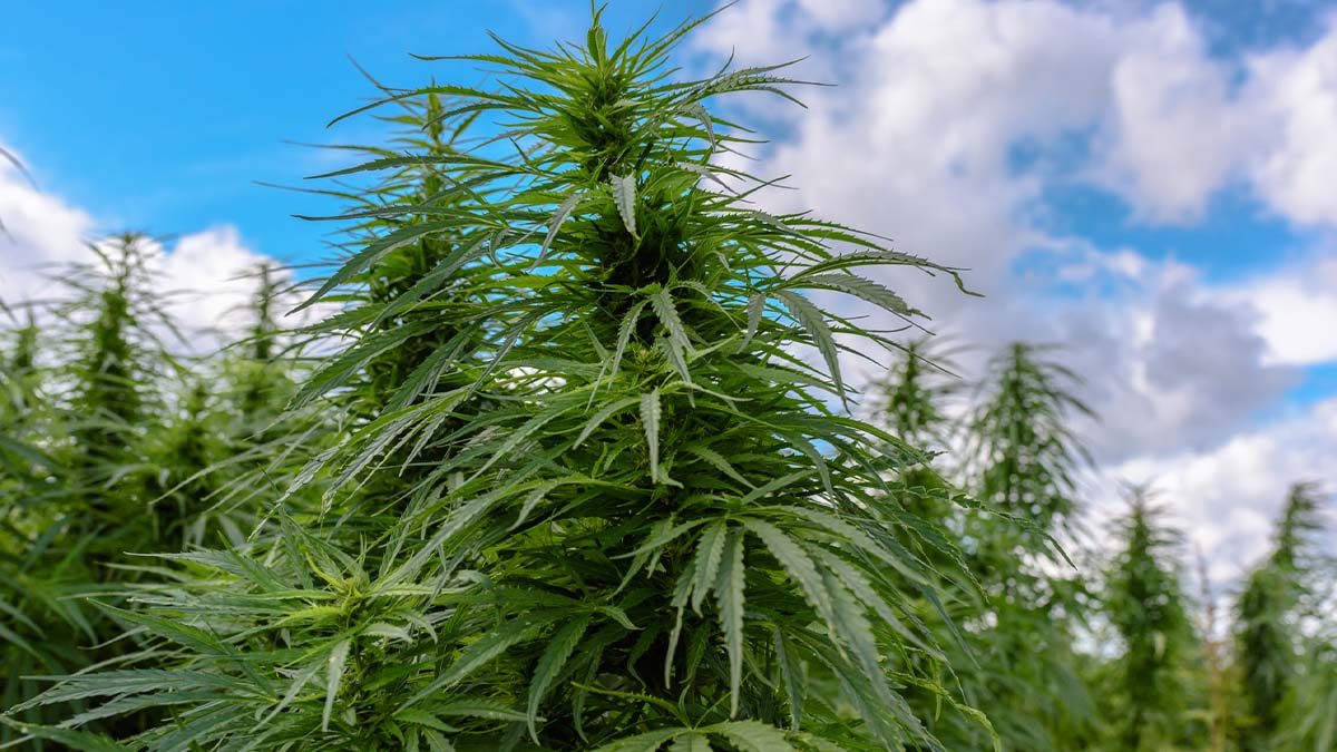 Marijuana plants grown outdoors