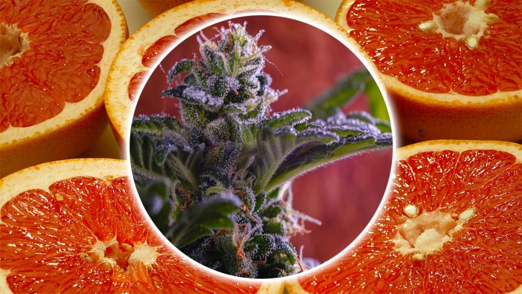 Romulan Grapefruit Strain Review