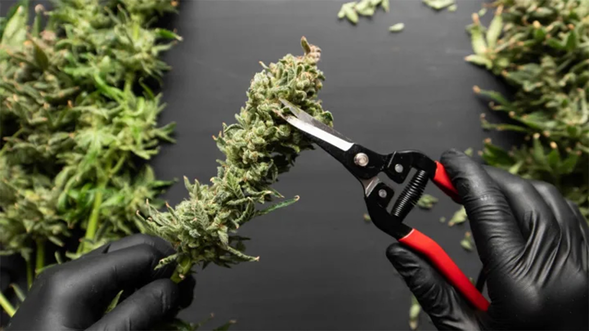 Trimming cannabis buds after harvest