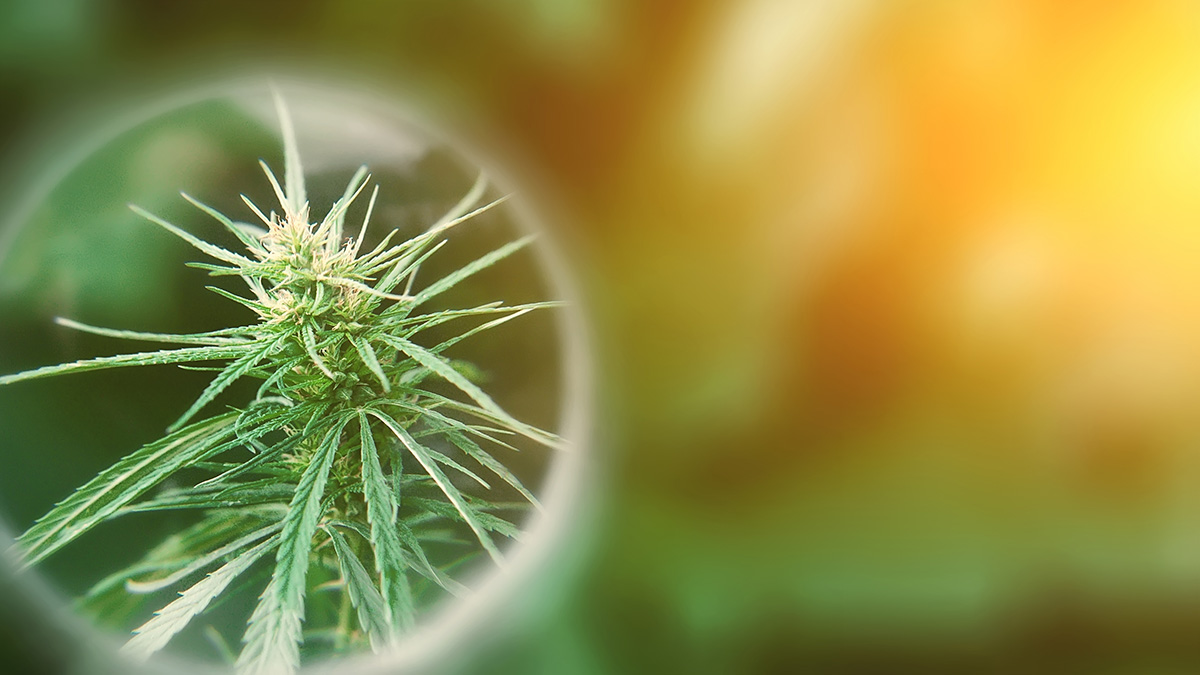 Image of Magnifying glass focused on Hemp Plant