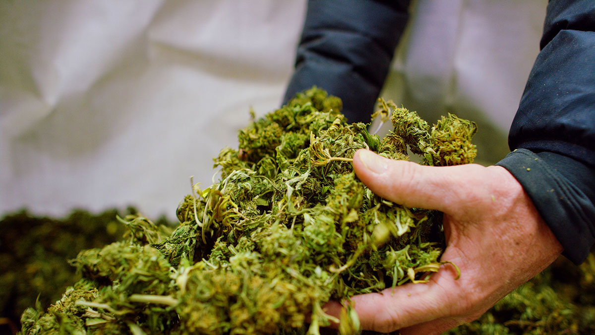 Image of a Person holding Cannabis Buds