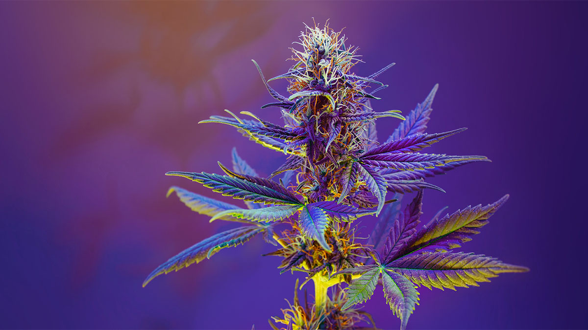 Image of Purple Cannabis Strain With Purple Lights