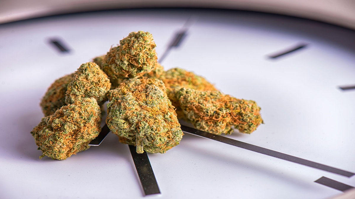 Image of Hemp buds on top of clock