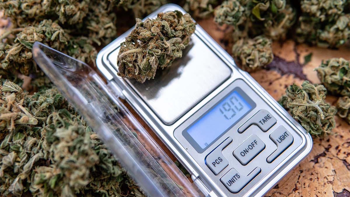 Image of weed buds on a weight scale