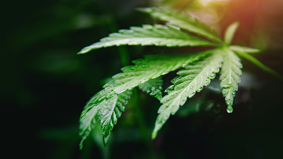 Image of Wet Cannabis Leaf