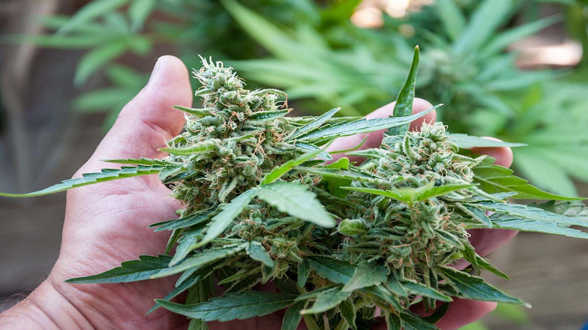 Image of Hand holding CBD buds