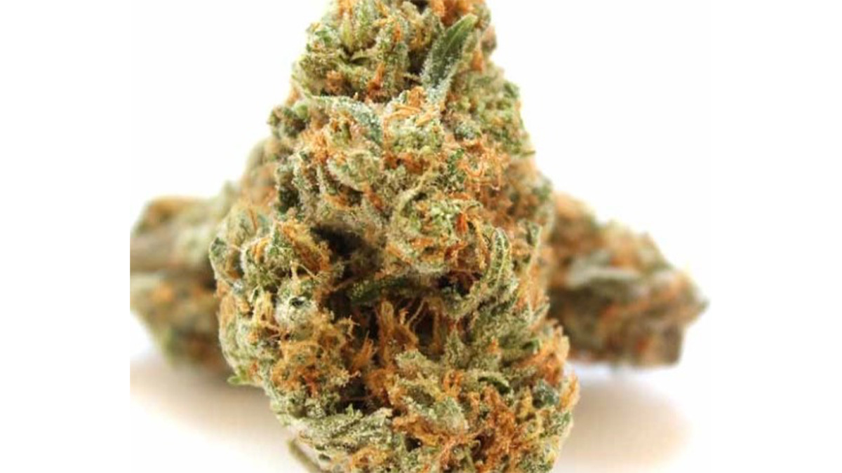 9 Pound Hammer marijuana strain with white background.