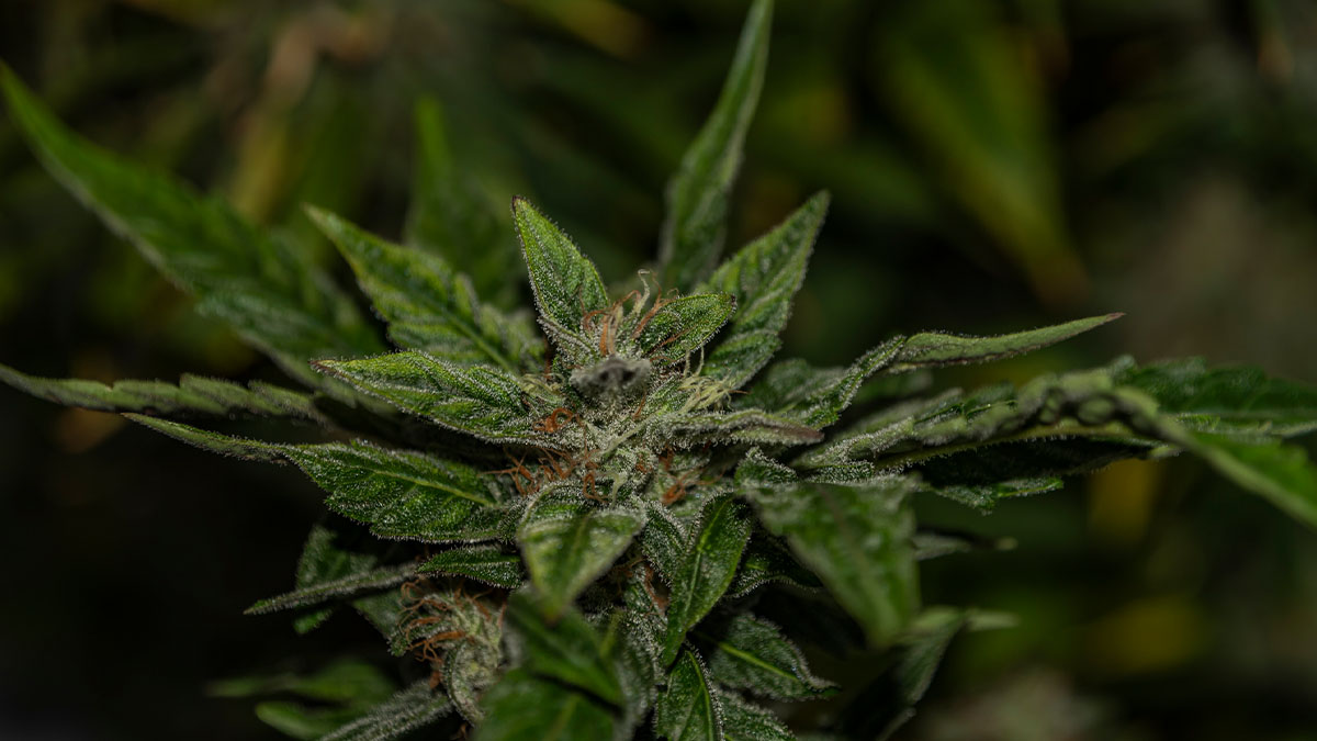 Close up of Bubba Kush strain in blurred background.