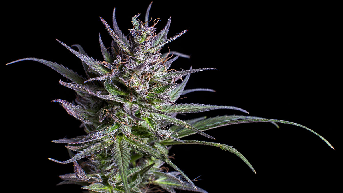 A close up of a Black Cherry OG Kush strain bud in black background