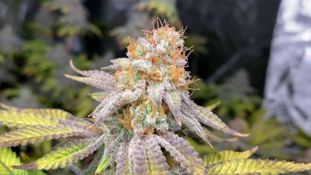 Peanut Butter Breath Cannabis Strain Information
