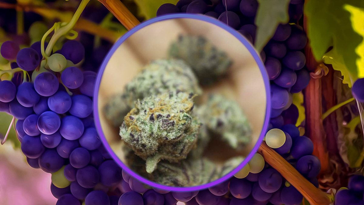 Purple Punch Strain Review