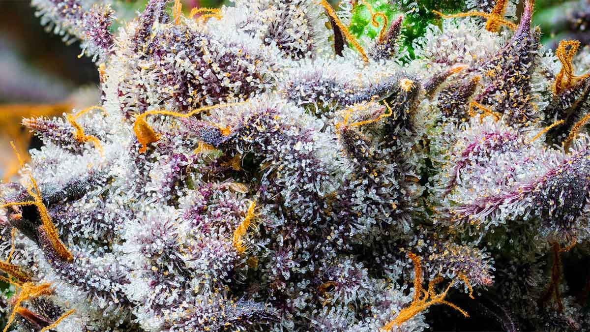 Slurricane Cannabis Strain Information & Review