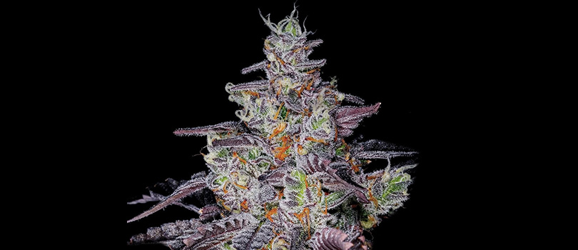 A view of the Sundae Driver marijuana strain in black background