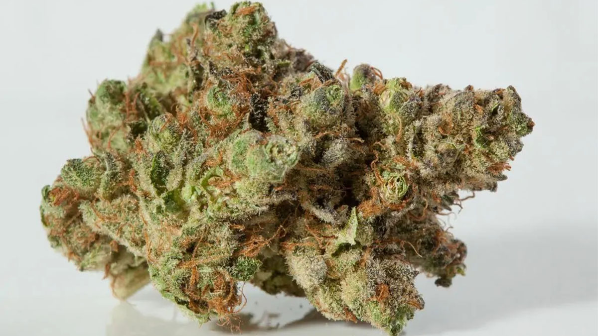 Close up of the Wedding Crasher marijuana strain n white background