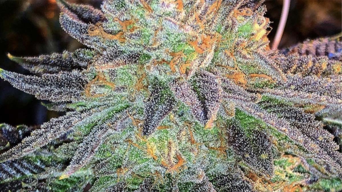 Close up of Zkittlez marijuana strain