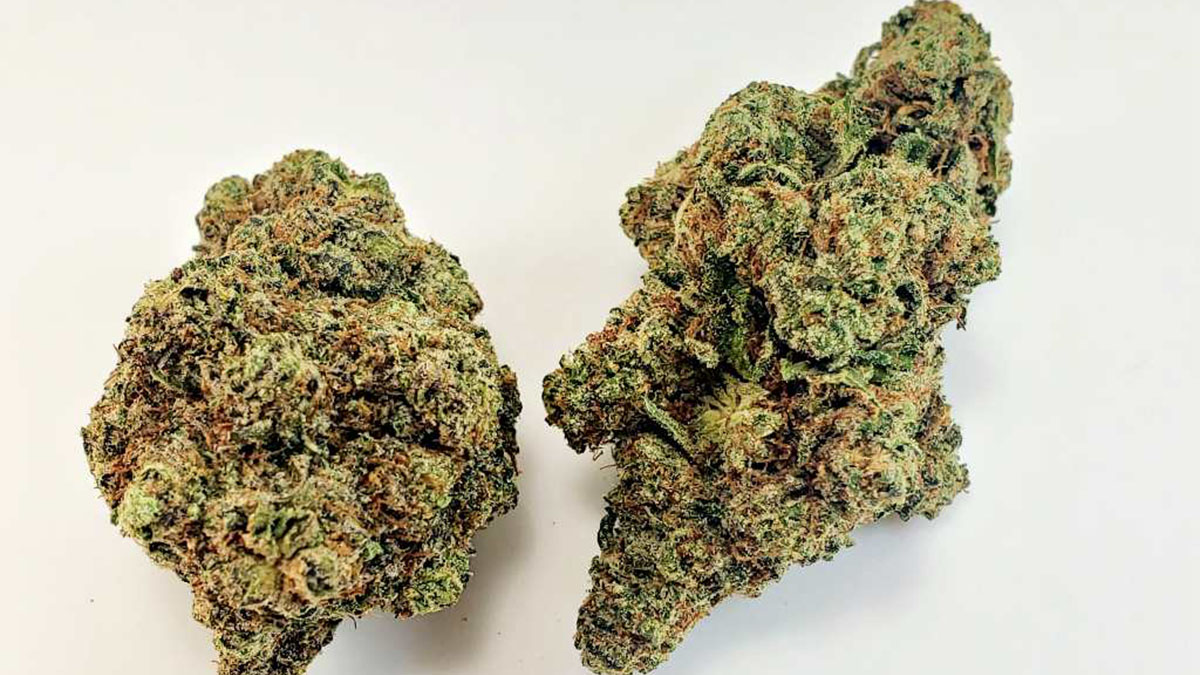 Two buds of Zookies strain in off white back ground