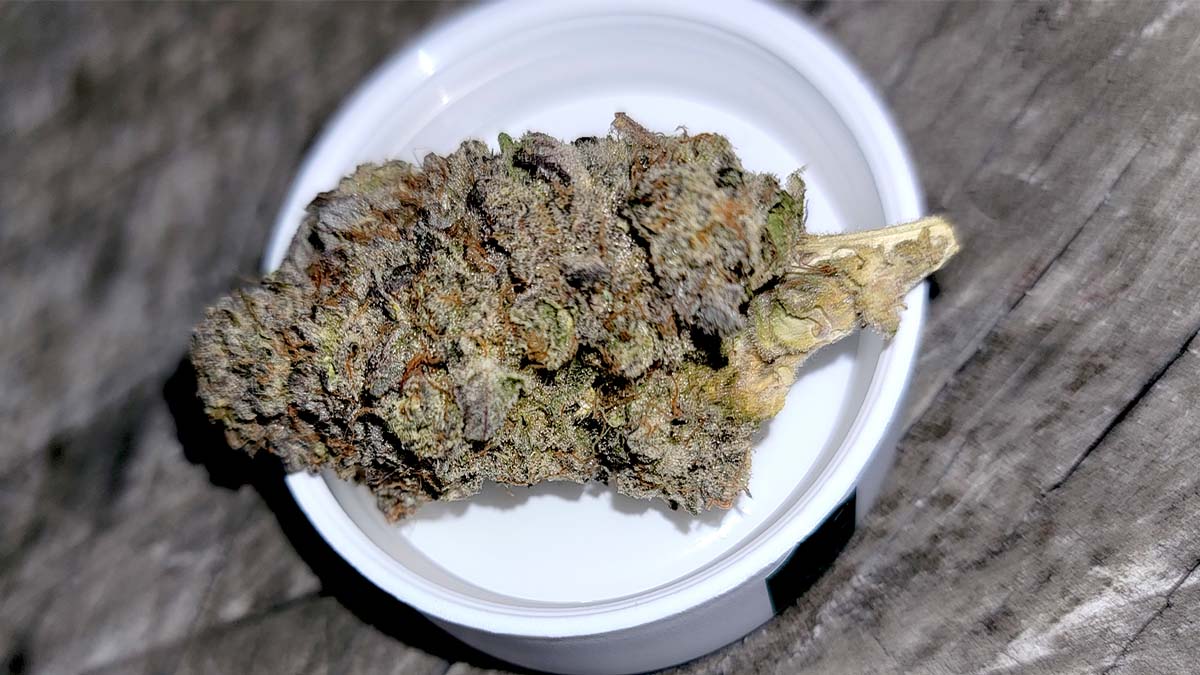Image of animal mints strain in a small plate