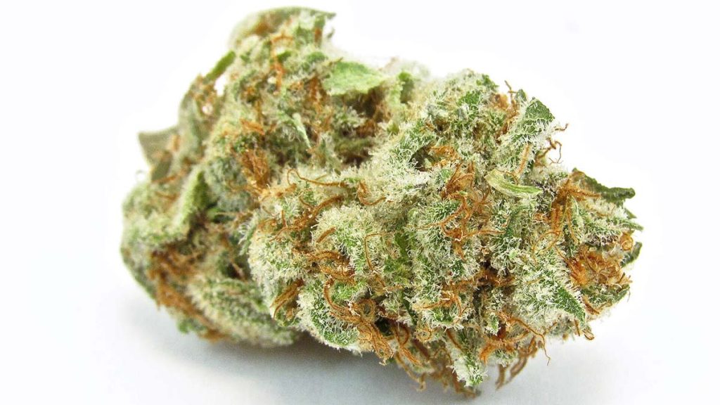 Cereal Milk Strain Information & Review Rolling Paper