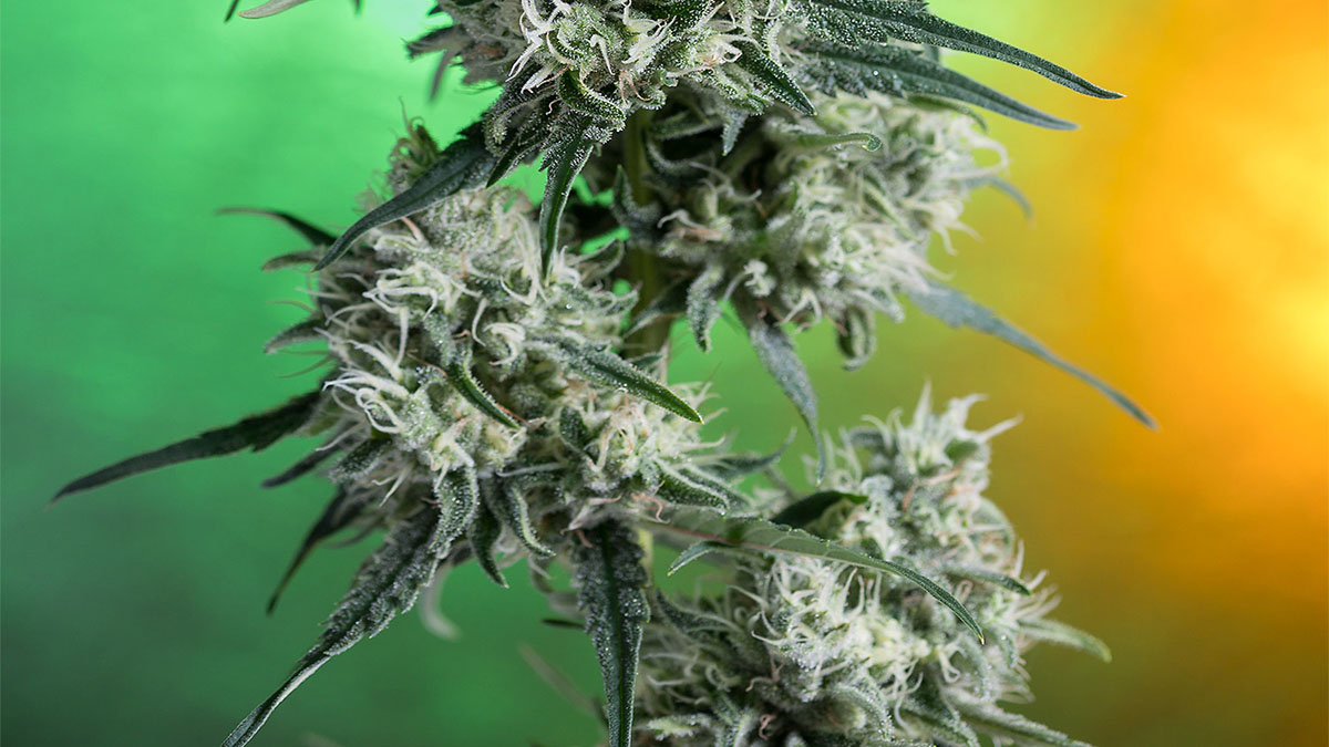 Image of starin durban poison in green and orange background