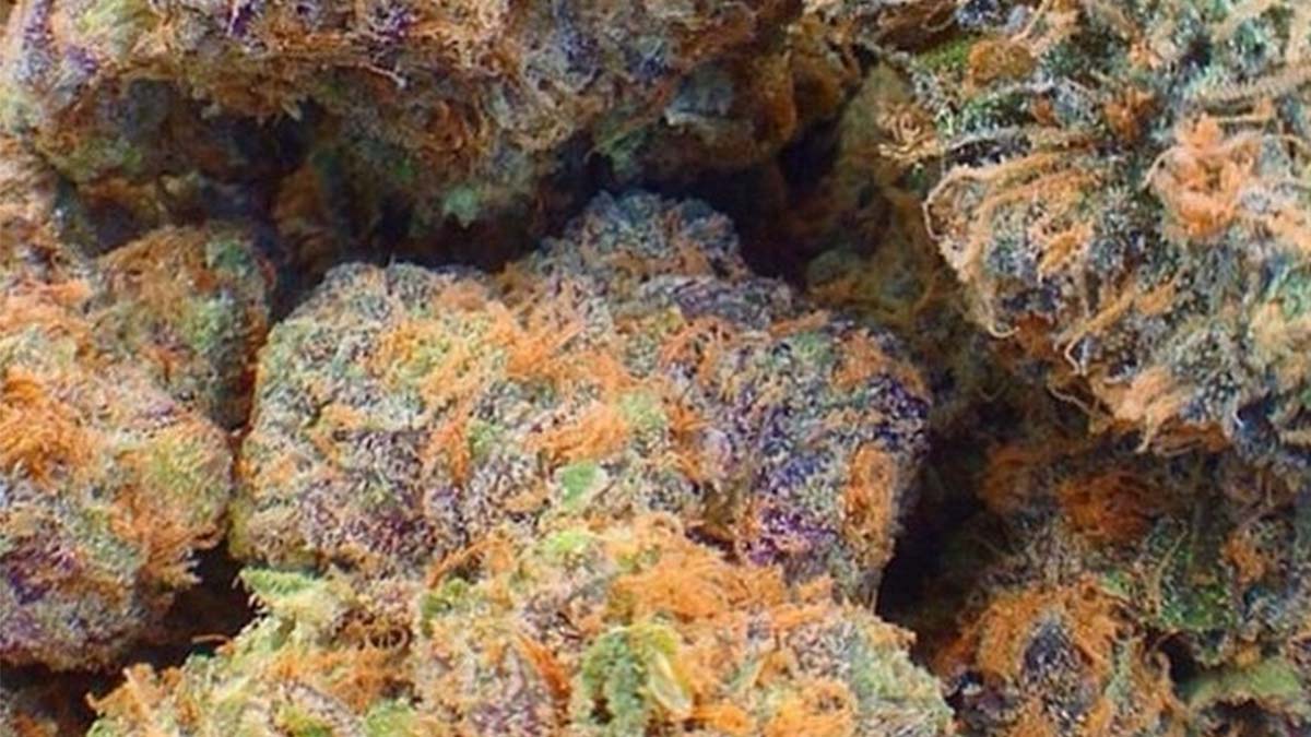 Image of fruity pebbles strain flower