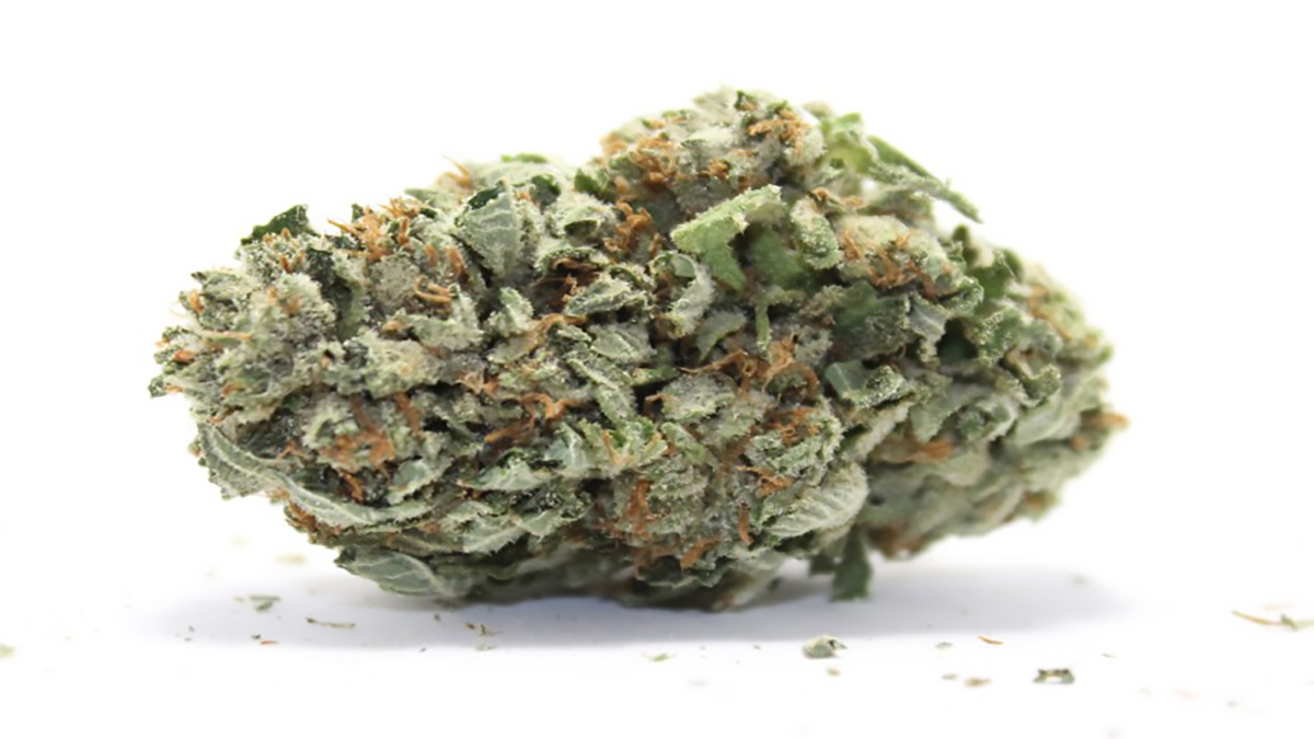 Image of G13 Strain in white background