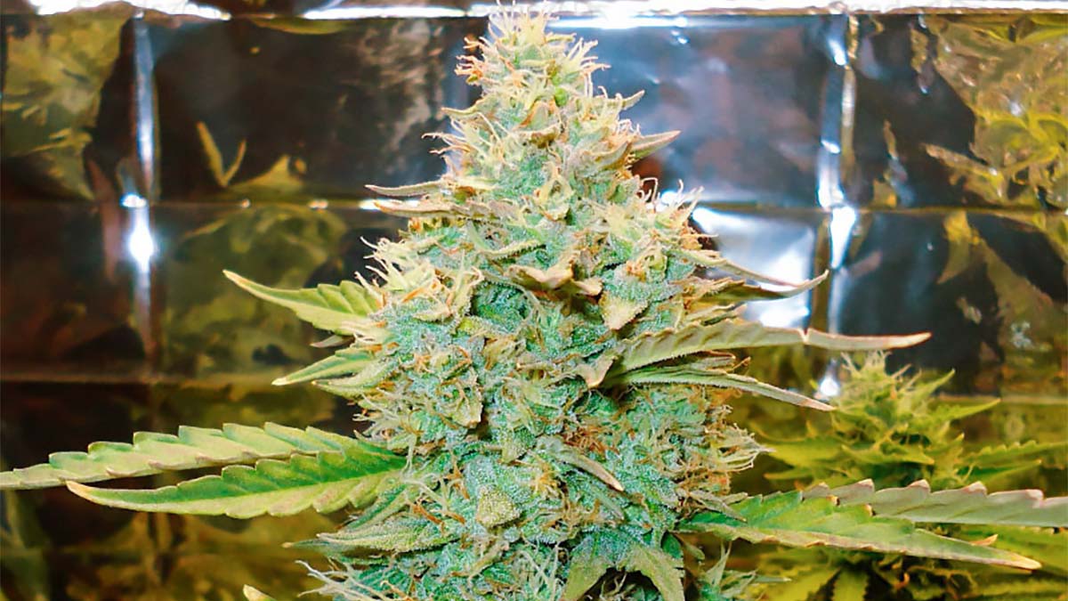 Image of cannabis strain green crack