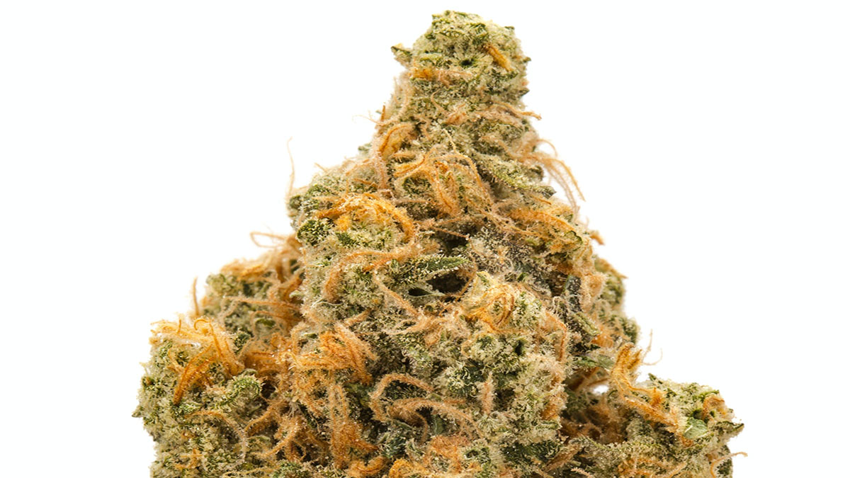 Image of jack herer strain in white background