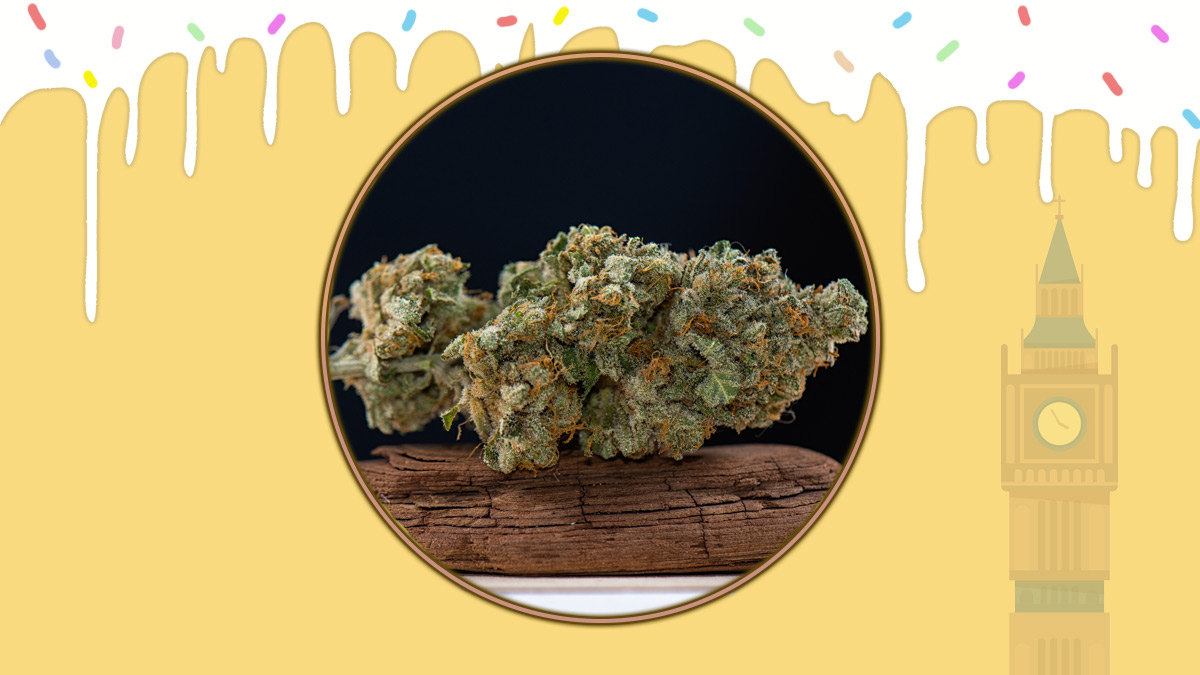 London Pound Cake Strain Information Review london-pound-cake-strain-information-review