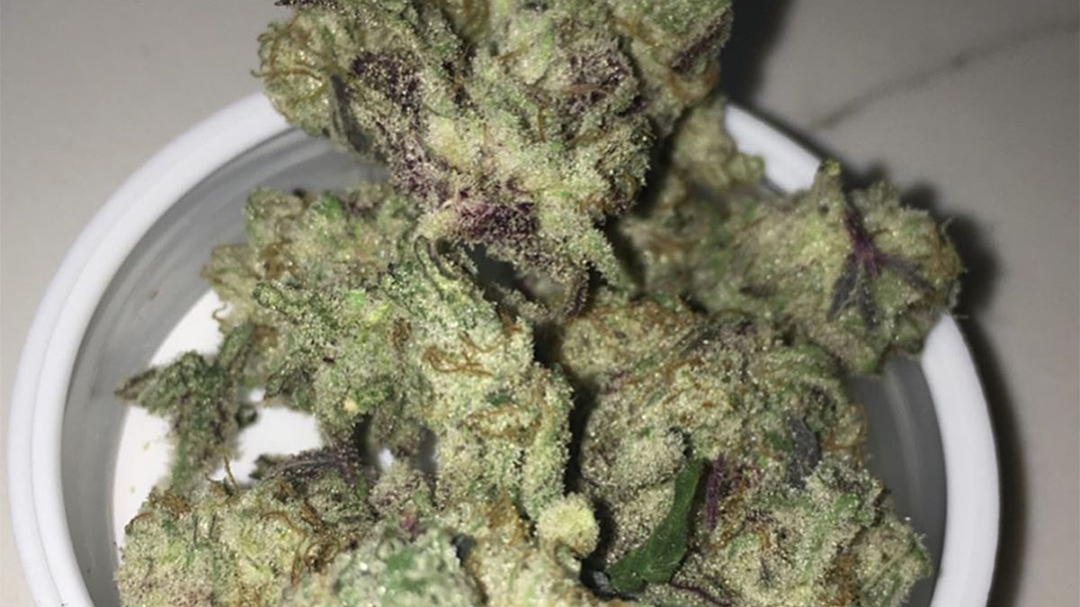 Image of Mac 1 strain in a container