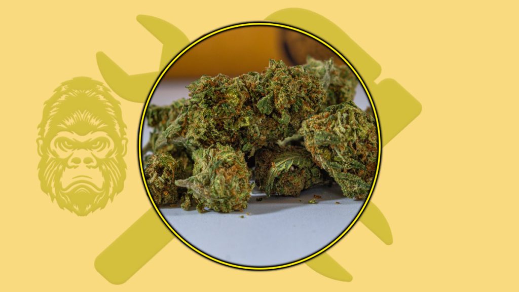 Grease Monkey Weed Strain Information & Review