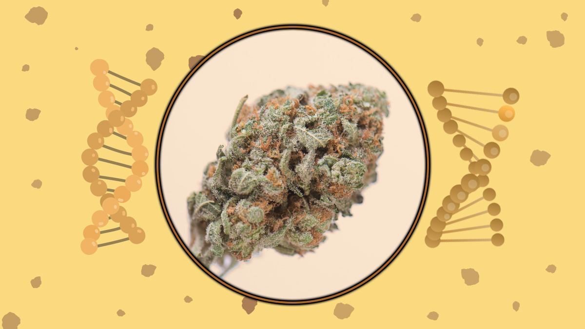 GMO cookies strain review
