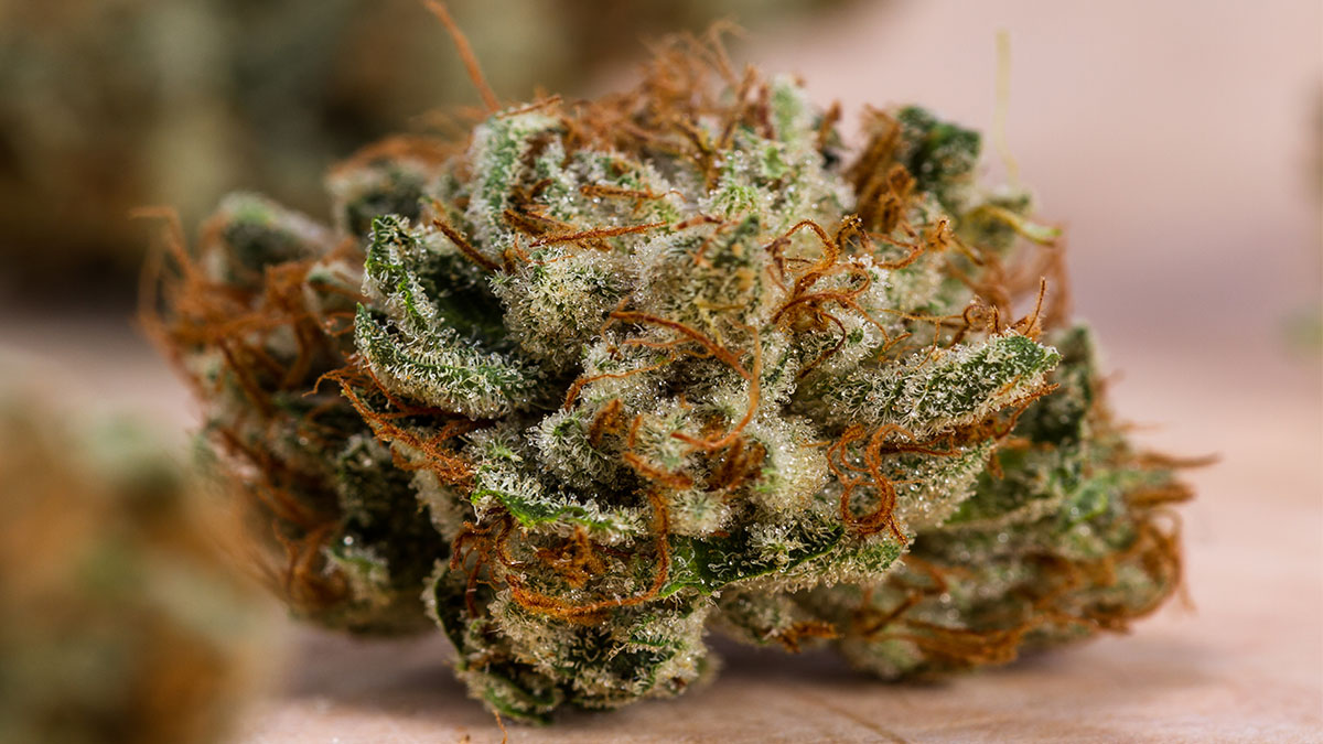 Image of Gelato Cake Strain focused