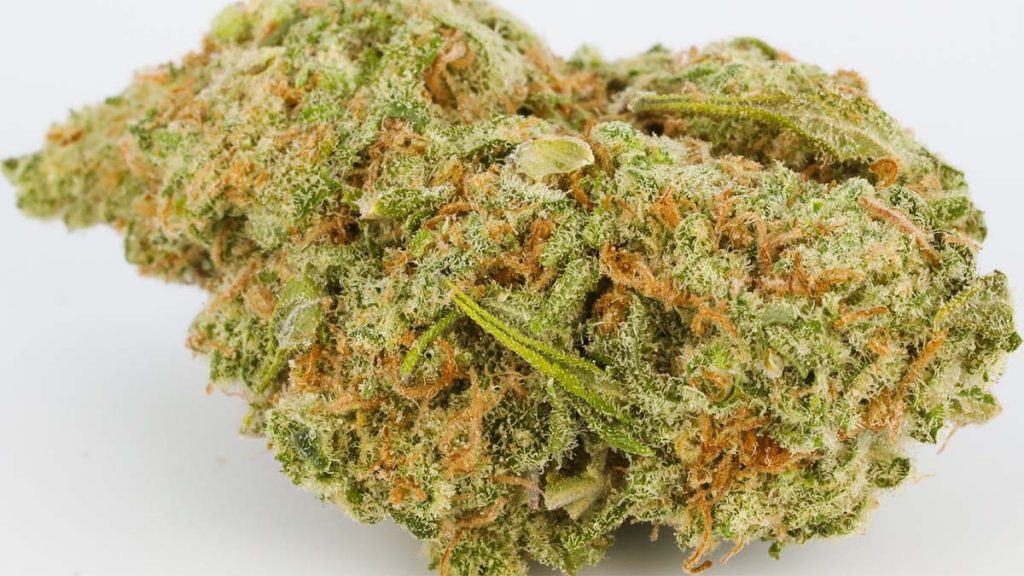 gelatti-weed-strain-information-review-rolling-paper