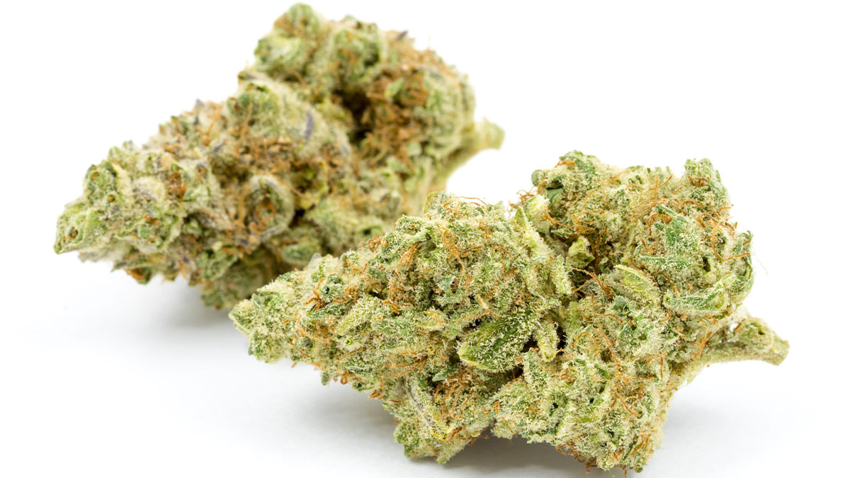 Two buds of Jungle Cake strain in white background