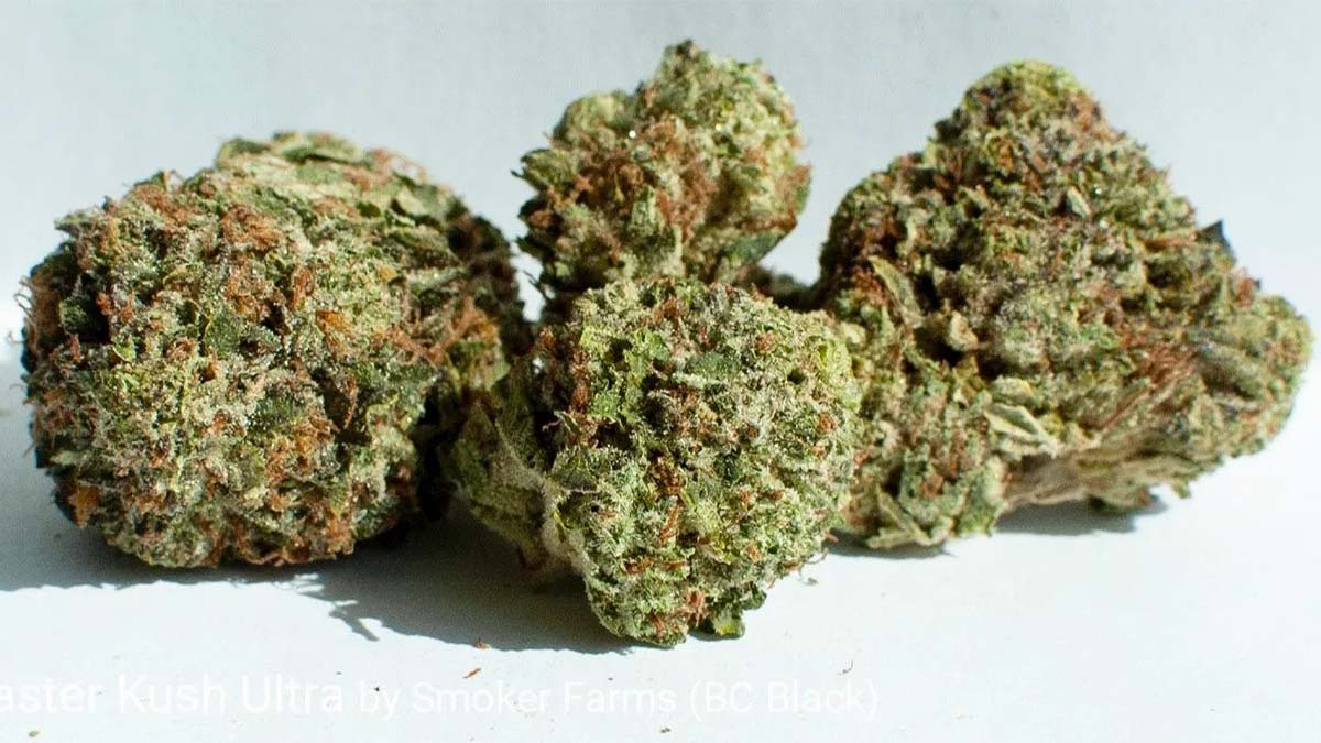 Image of MK Ultra Marijuana Strain Review & Information