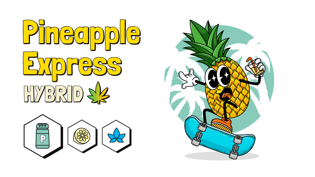 Pineapple Express strain