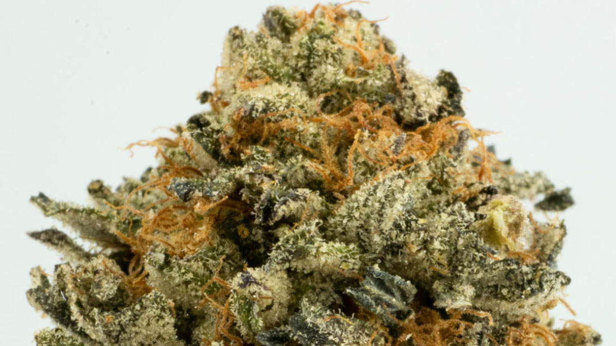 Image of Platinum Cookies Strain bud in white background