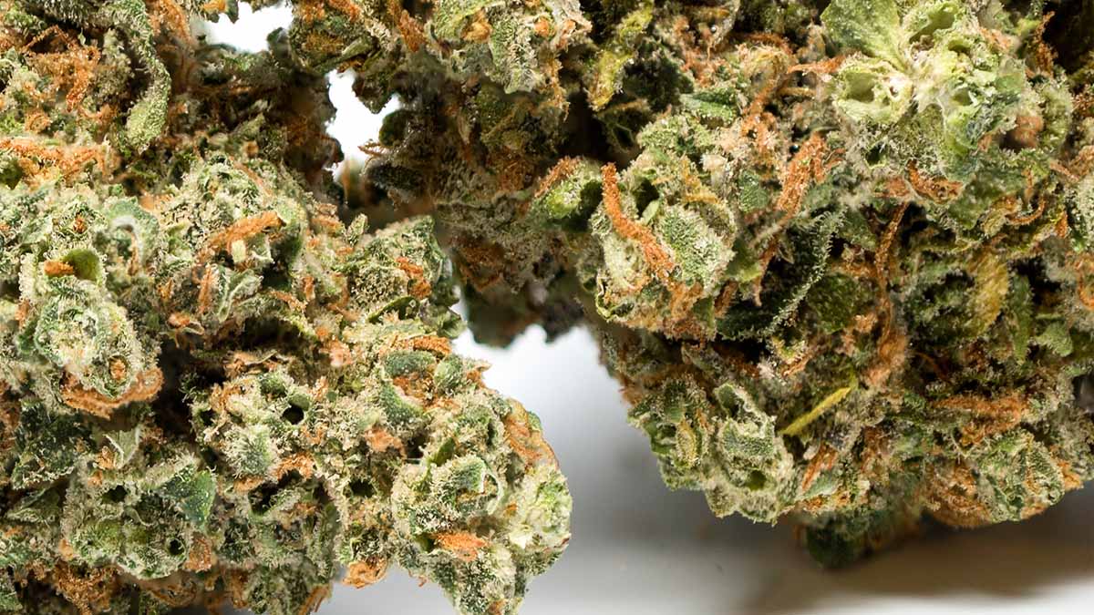 Image of Zoomed in Skywalker OG Strain Effects & Reviews