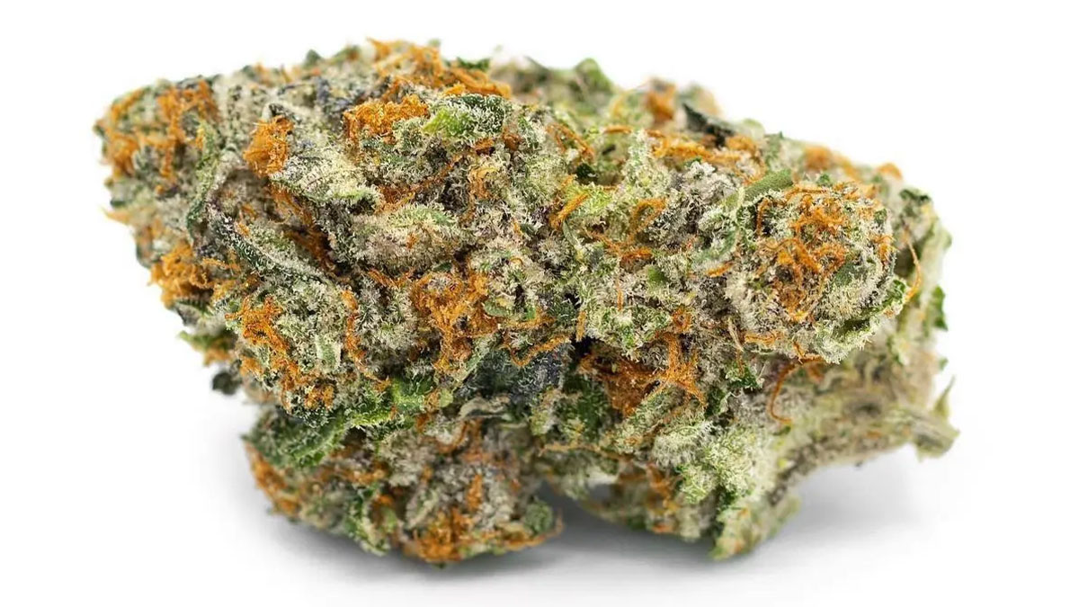 Close up of Stardawg Strain in white background