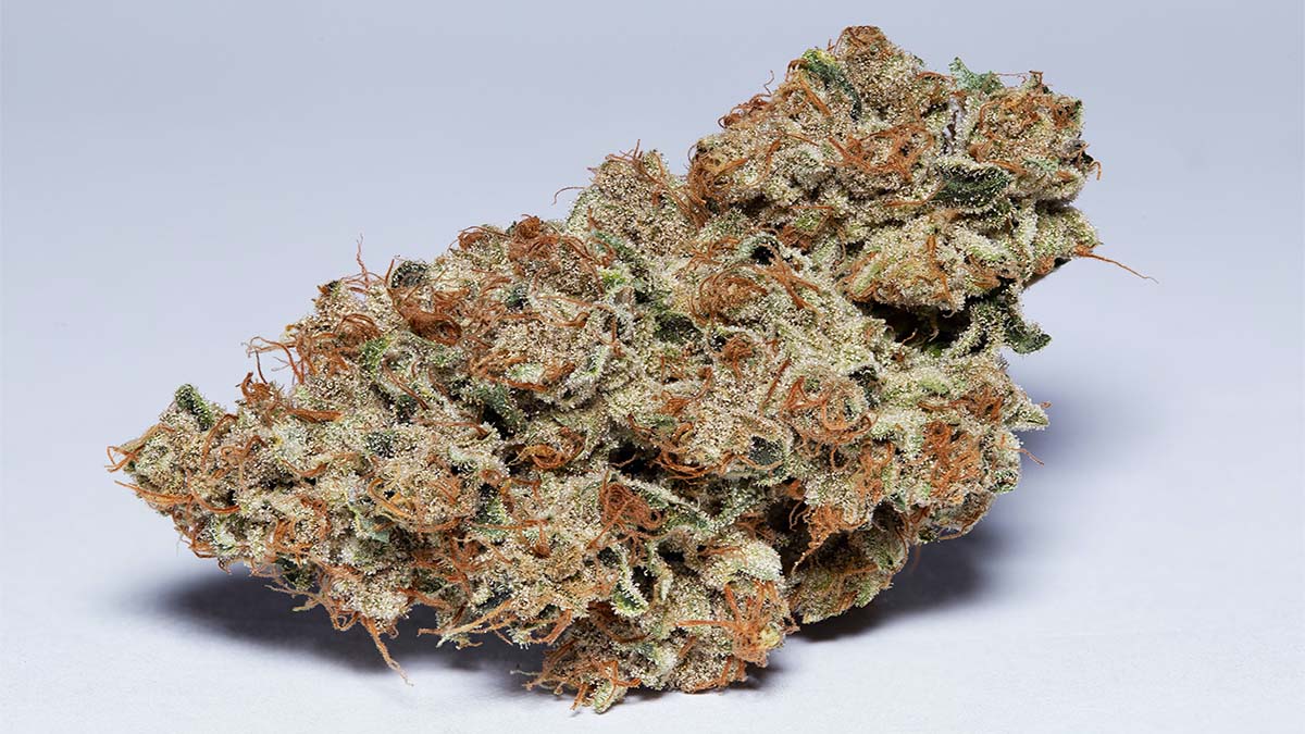 Image of Motorbreath strain in white background