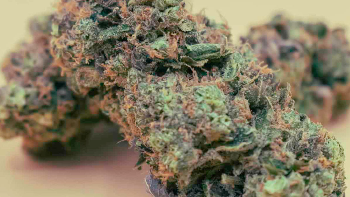 Closeup image of Anima Cookies Strain in a Pale Yellow Surface