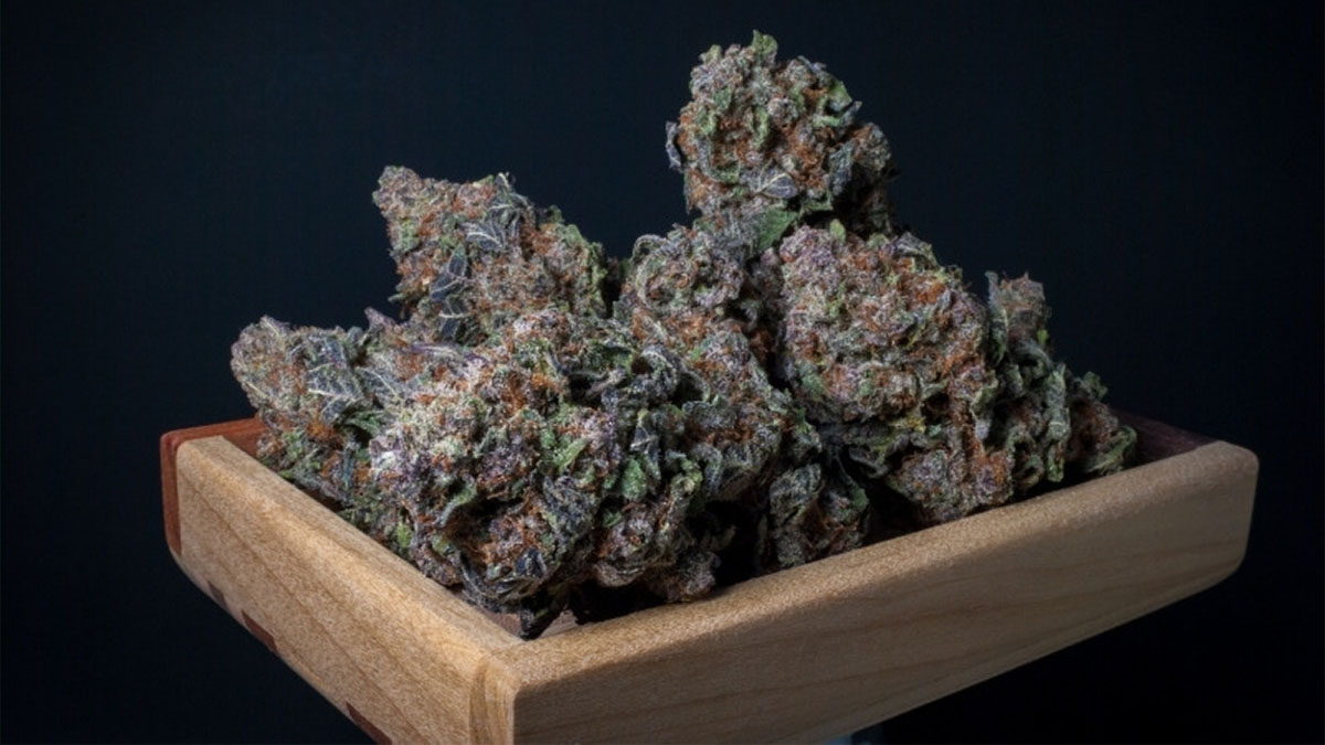 Image of Black Cherry Gelato Strain Review in Black Background