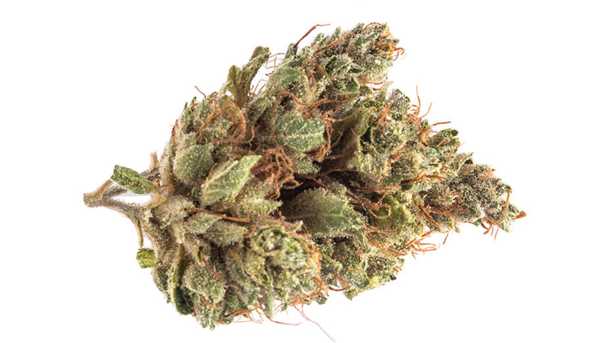 Image of Platinum OG Cannabis Strain in white background