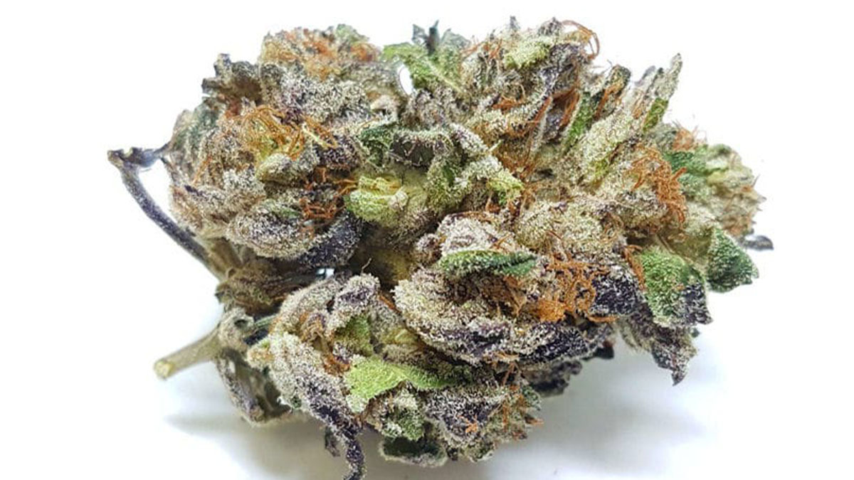 Image of Purple Urkle Cannabis Strain in white background