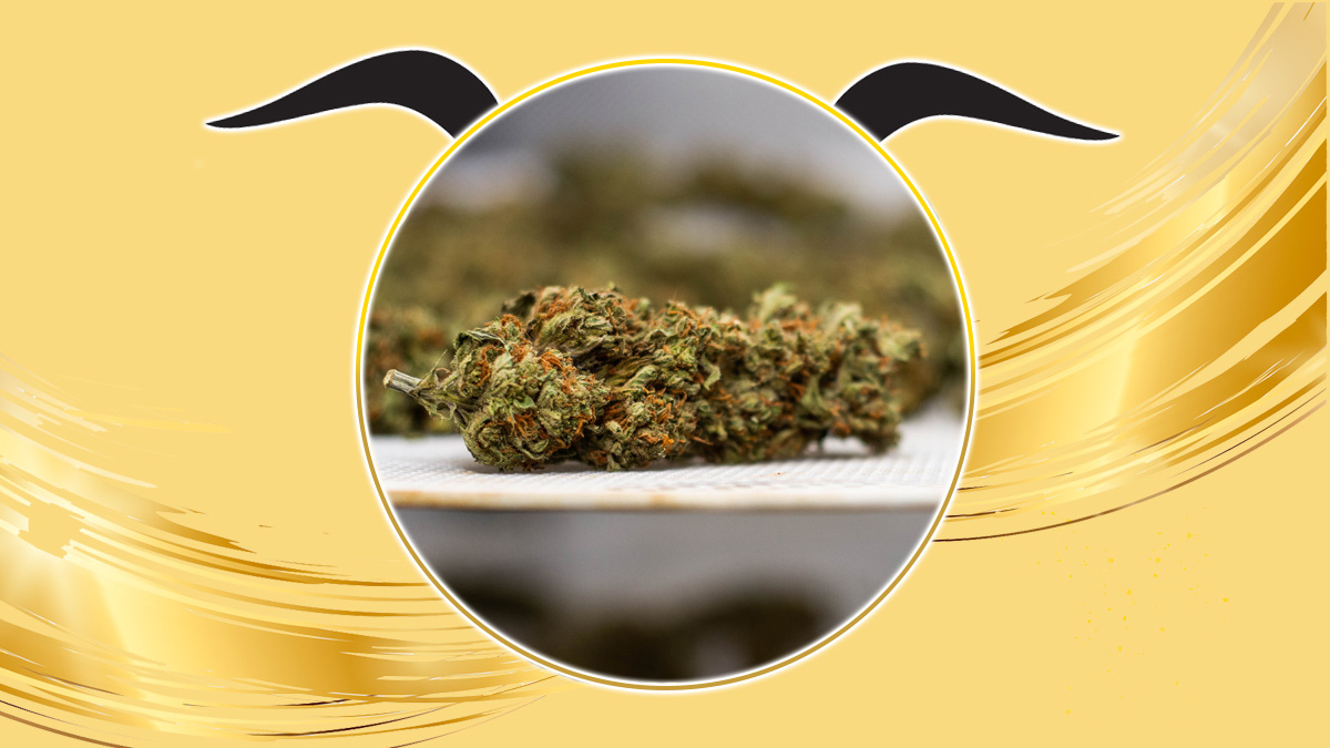 Golden goat strain review