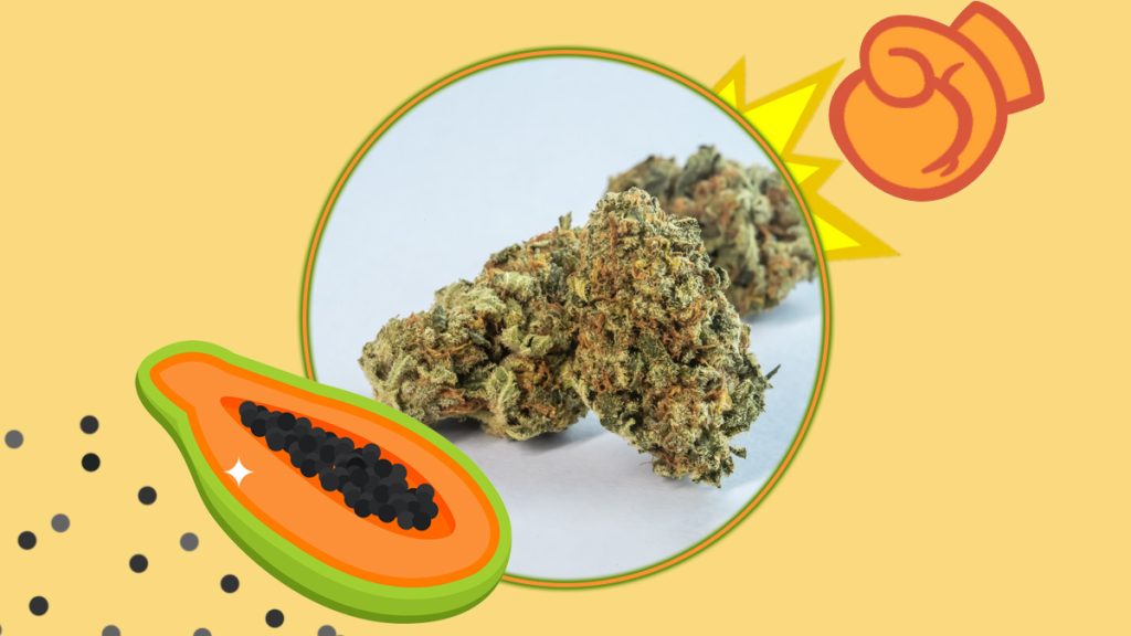 Papaya Punch Strain Review - Rolling Paper