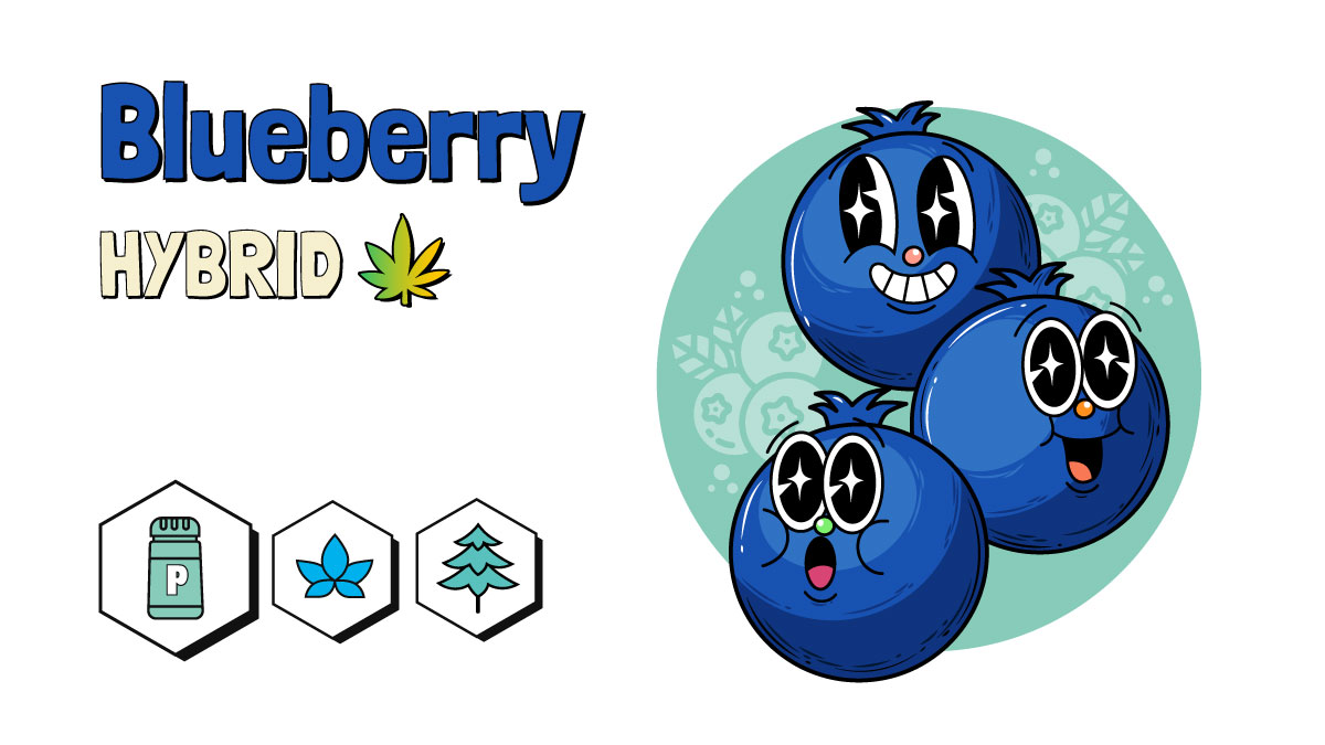 Blueberry strain illustration