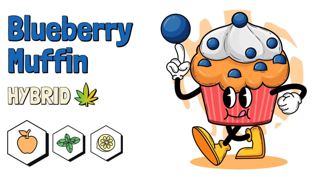 Blueberry Muffin Marijuana Strain Information & Review