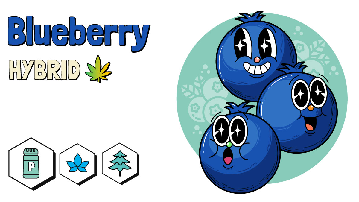 Blueberry strain illustration